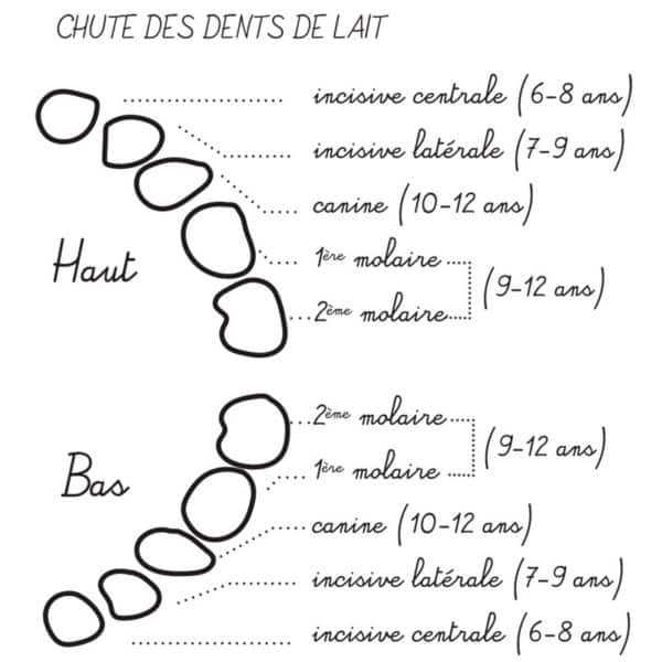 Combien Perdons Nous De Dents De Lait Combien Perdons Nous De Dents De Lait - Communauté MCMS