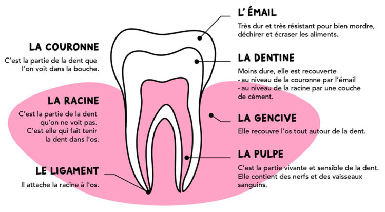 A quel âge poussent les dents définitives chez un enfant