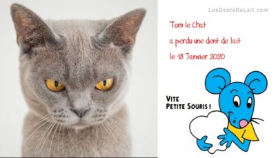 Carte envoyée par le chat