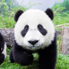 Bébé panda