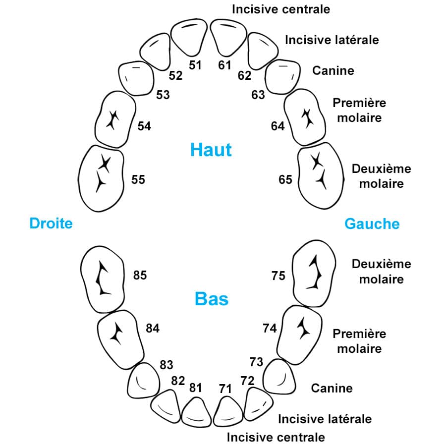 Qu'appelle-t-on la dent des 6 ans ? 