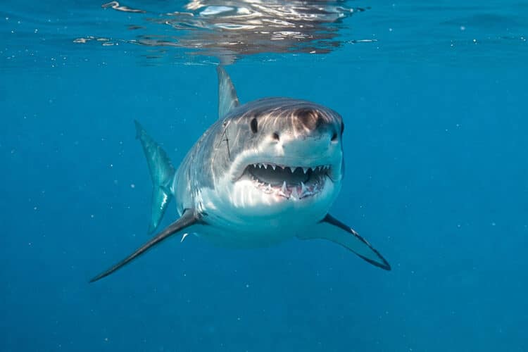 Requin avec la mâchoire ouverte