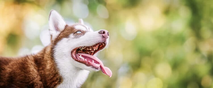 Chien husky sibérien aux yeux bleus