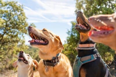 Chiens de races différentes