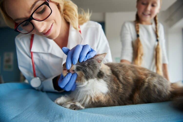 Contrôle vétérinaire des dents d'un chat
