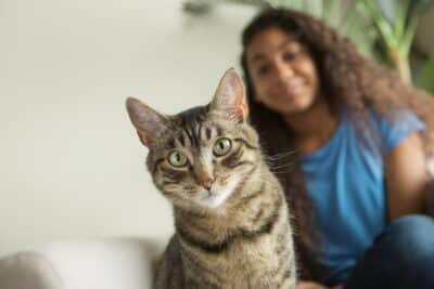 Dentition chez les chats et les chatons