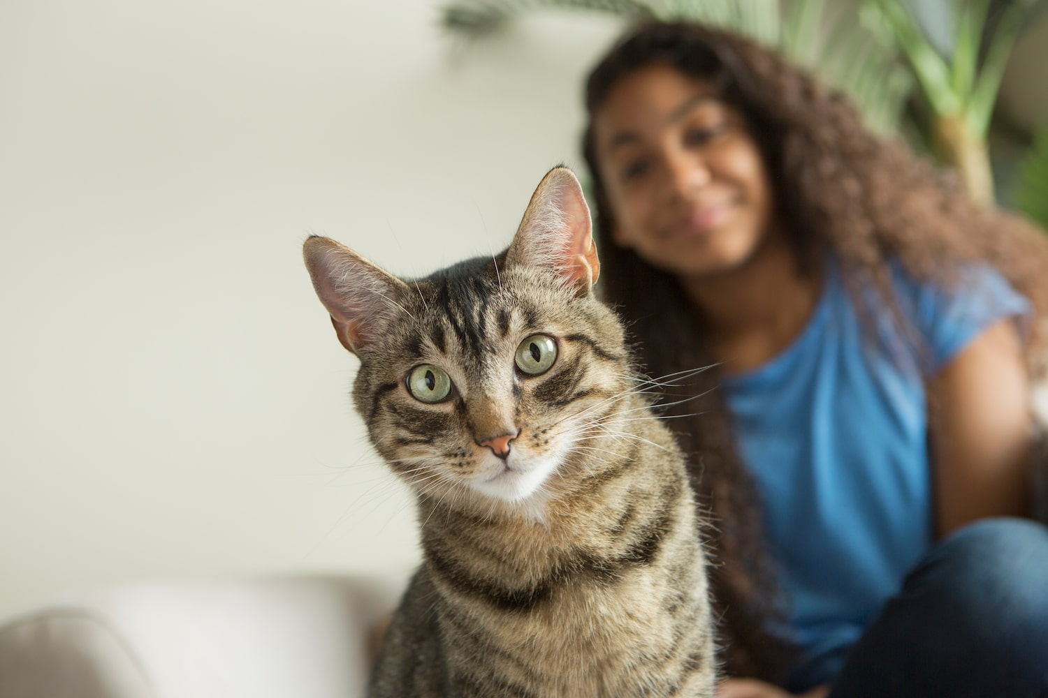 Dentition chez les chats et les chatons