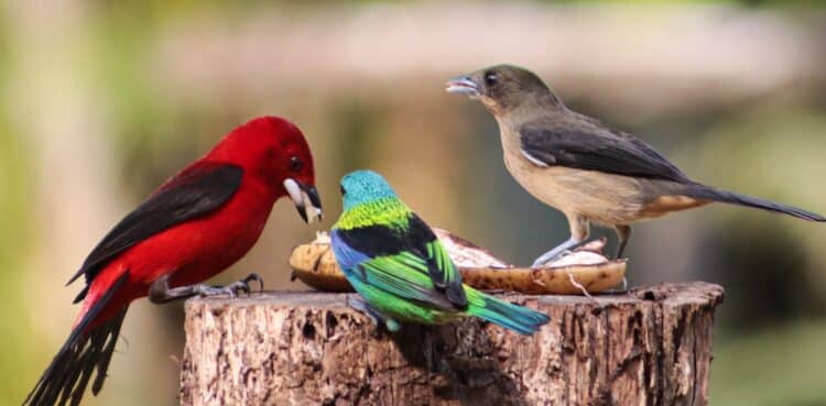 Oiseaux de couleurs différentes