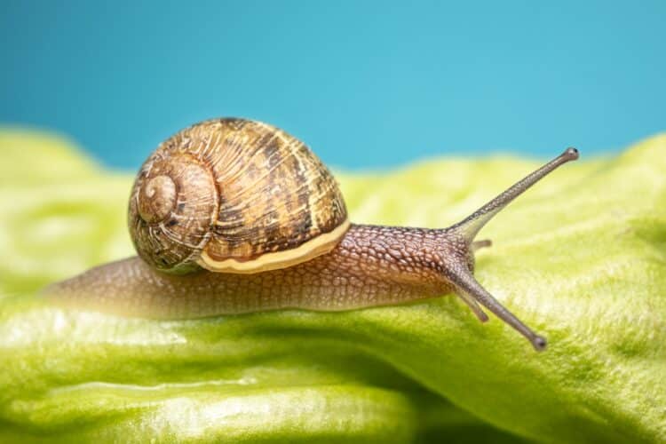 Escargot sur une feuille de salade verte