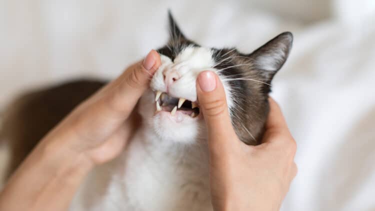 Examen de la dentition d'un chat