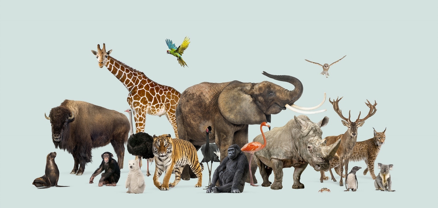 Groupe d'animaux sauvages