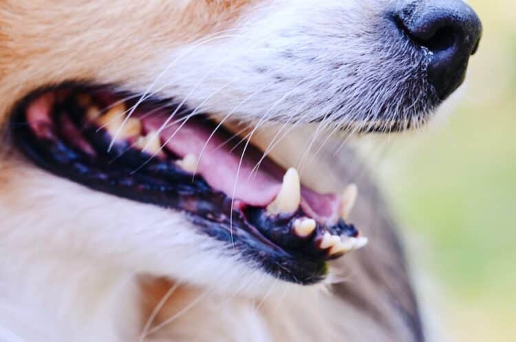 Gueule d'un chien Shetland