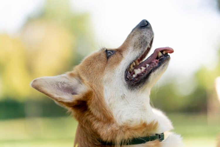 Gros plan de la gueule et des dents d'un chien