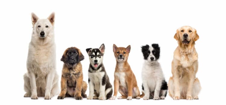 Chiens et chiots assis