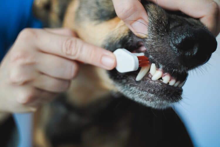 Vétérinaire qui brosse les dents d'un chien