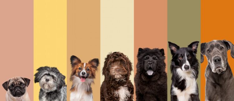 Sept portraits de chiens