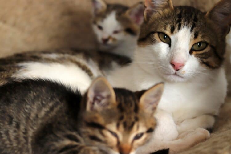 Chatte et ses chatons