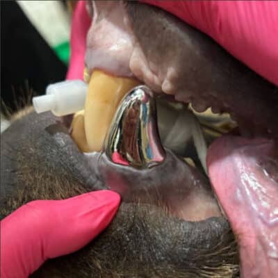 Couronne dentaire posée sur la mâchoire d'un ours