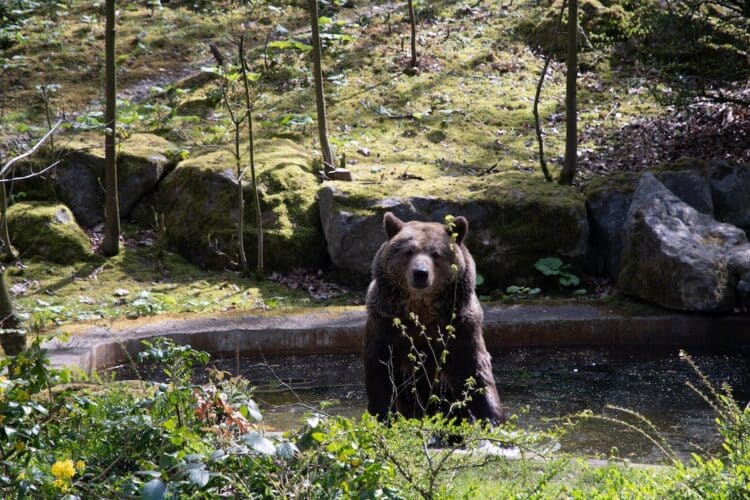 Ours brun sortant de l'eau