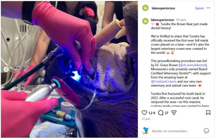 Pose de la couronne sur une dent d'ours