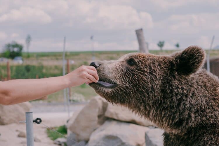 Soigneur nourrissant un ours brun